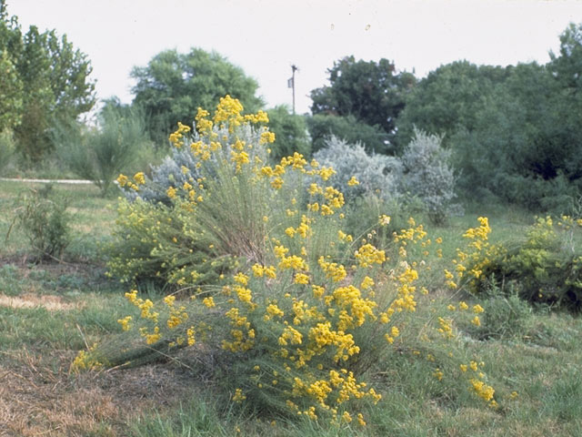 Isocoma drummondii (Drummond's goldenbush) #10834