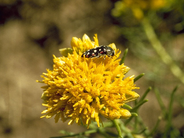 Isocoma pluriflora (Southern goldenbush) #10837