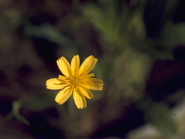 Krigia occidentalis (Western dwarfdandelion) #10840