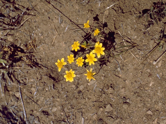 Lasthenia coronaria (Royal goldfields) #10851