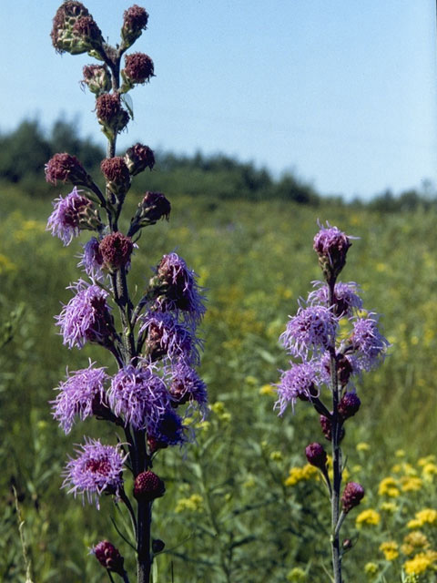 Liatris ligulistylis (Rocky mountain blazing star) #10881