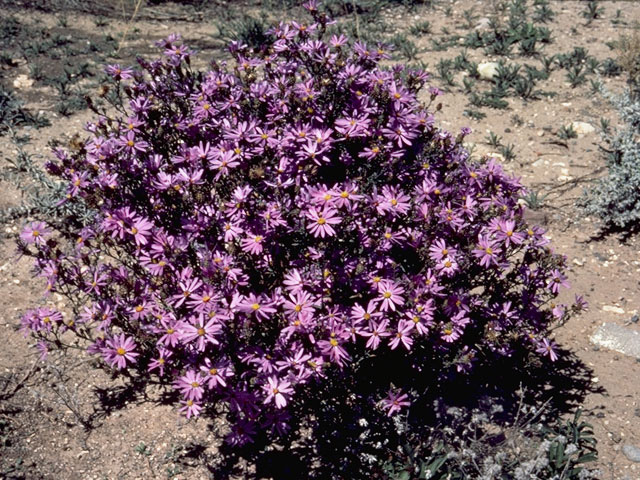 Machaeranthera canescens (Hoary tansyaster) #10921