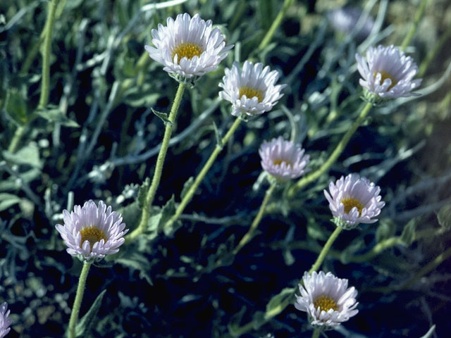 Machaeranthera canescens (Hoary tansyaster) #10922