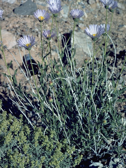 Xylorhiza cognata (Mecca woodyaster) #10923