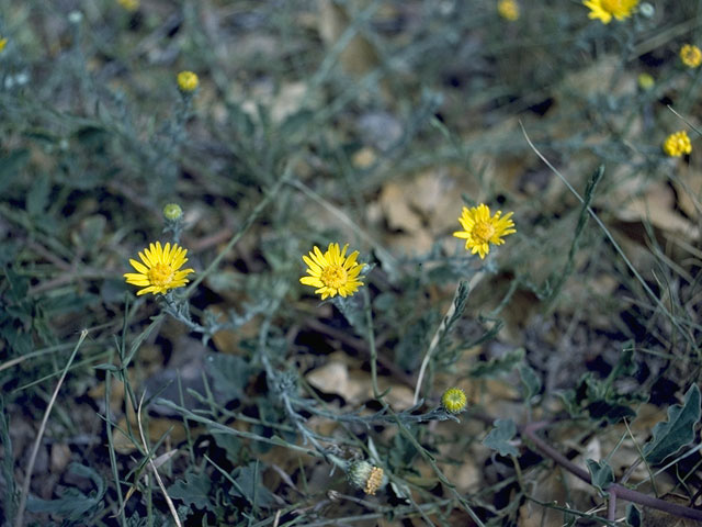 Machaeranthera pinnatifida (Lacy tansyaster) #10930