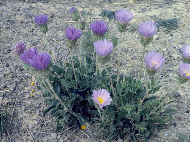 Xylorhiza wrightii (Big bend woodyaster) #10940