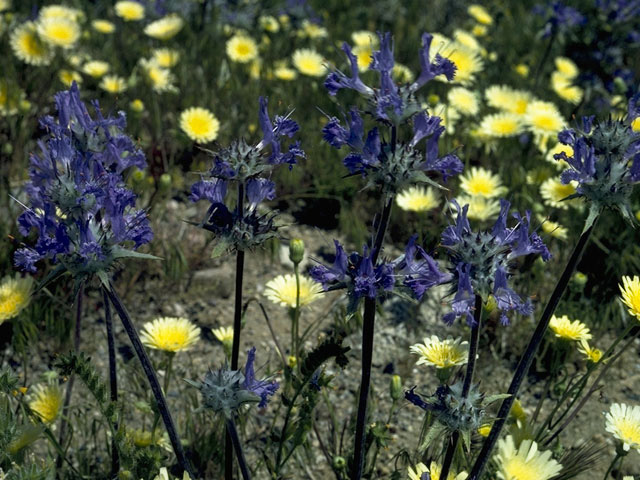 Malacothrix fendleri (Fendler's desertdandelion) #10948