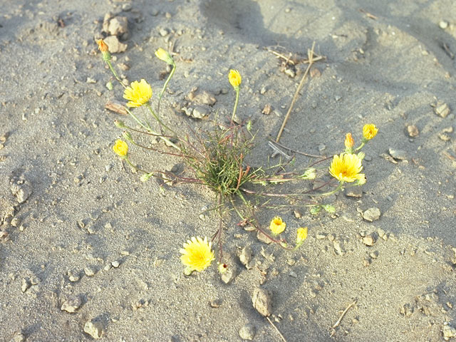 Malacothrix fendleri (Fendler's desertdandelion) #10949