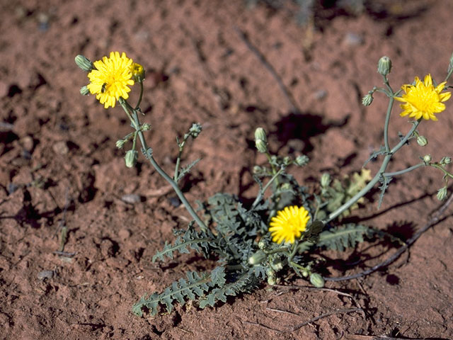 Malacothrix sonchoides (Sowthistle desertdandelion) #10953