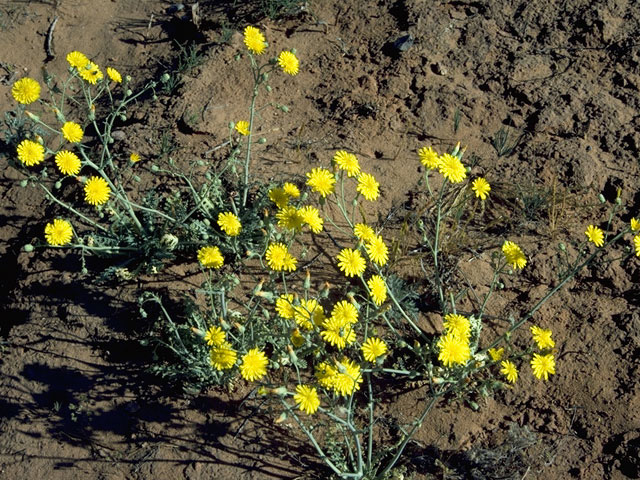 Malacothrix sonchoides (Sowthistle desertdandelion) #10954