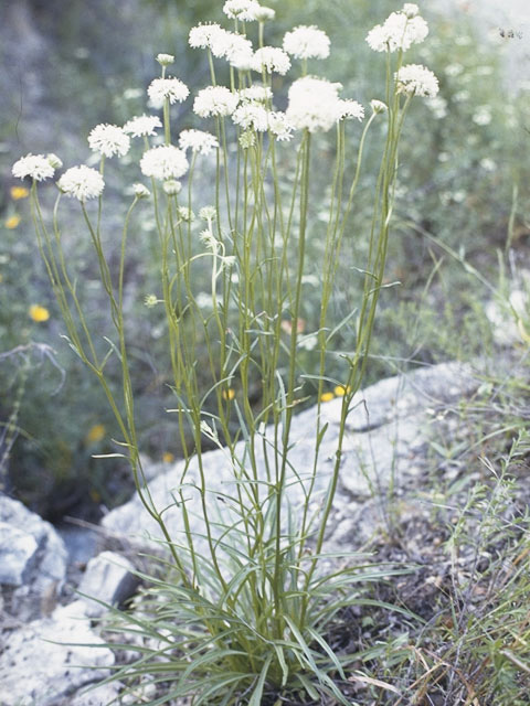 Marshallia caespitosa (Barbara's-buttons) #10955