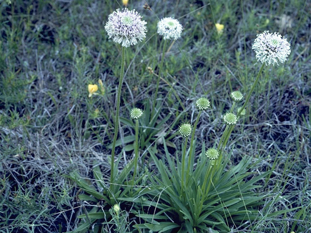 Marshallia caespitosa (Barbara's-buttons) #10957