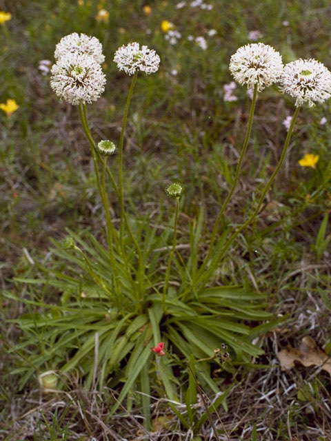 Marshallia caespitosa (Barbara's-buttons) #10958