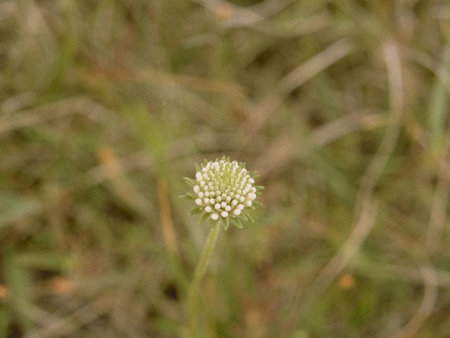 Marshallia caespitosa (Barbara's-buttons) #10959