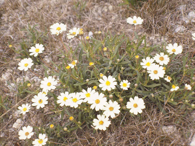 Melampodium cinereum (Hoary blackfoot) #10966