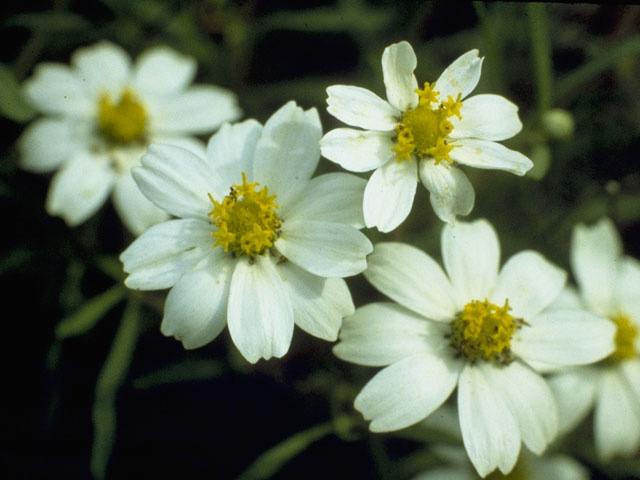 Melampodium cinereum (Hoary blackfoot) #10968