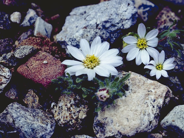 Monoptilon bellioides (Mojave desertstar) #10984