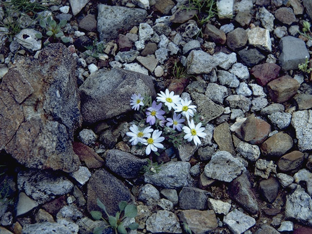 Monoptilon bellioides (Mojave desertstar) #10985