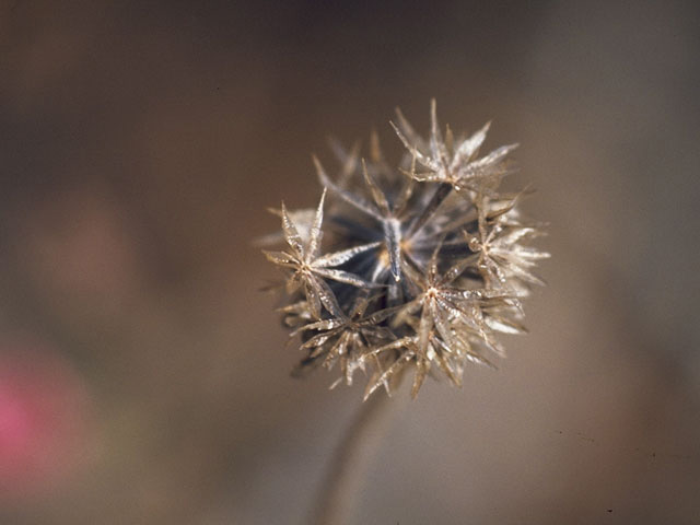 Palafoxia hookeriana (Sand palafox) #10988