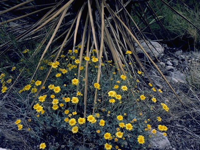 Perityle vaseyi (Vasey's rockdaisy) #11021