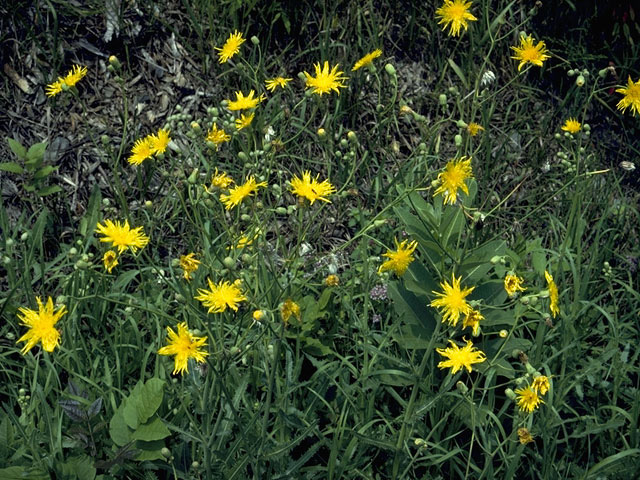 Picris hieracioides (Hawkweed oxtongue) #11028