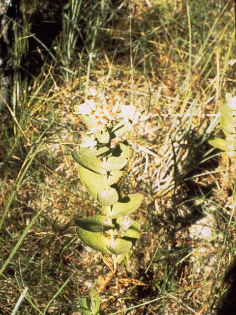 Pluchea foetida (Stinking camphorweed) #11036