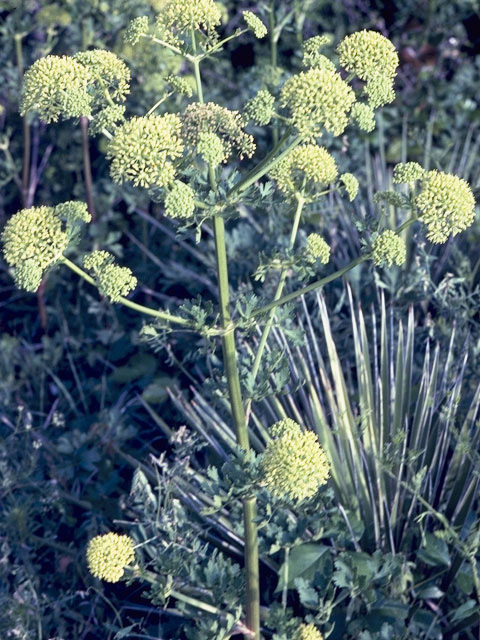 Polytaenia texana (Texas prairie parsley) #11044