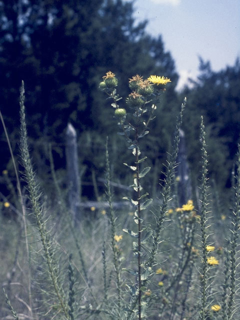 Grindelia papposa (Spanish gold) #11053