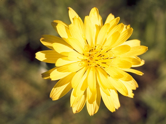 Pyrrhopappus grandiflorus (Tuberous desert-chicory) #11073