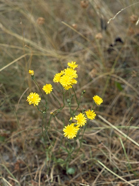 Pyrrhopappus grandiflorus (Tuberous desert-chicory) #11074