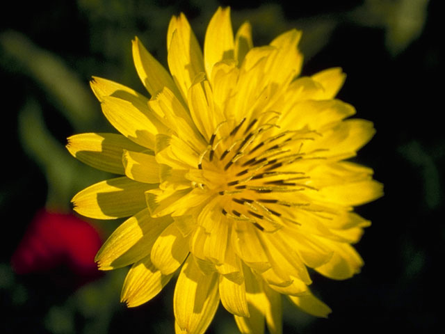 Pyrrhopappus pauciflorus (Smallflower desert-chicory) #11078