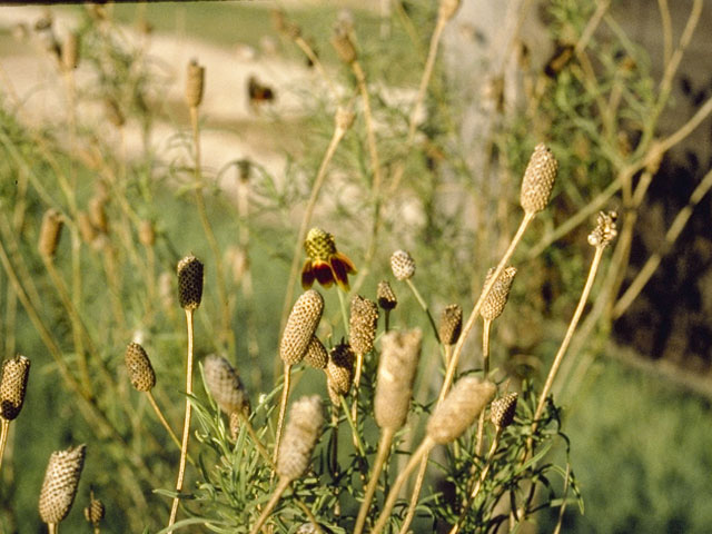 Ratibida columnifera (Mexican hat) #11099