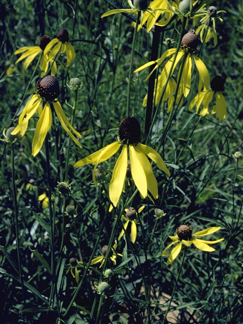 Ratibida pinnata (Grayhead coneflower) #11102