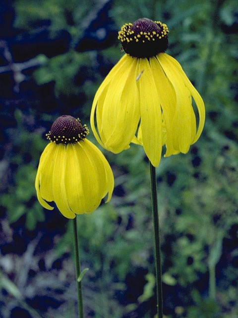 Ratibida pinnata (Grayhead coneflower) #11104