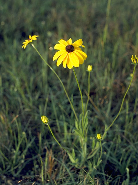 Rudbeckia fulgida (Orange coneflower) #11116