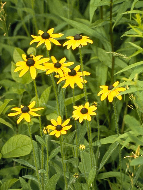 Rudbeckia hirta (Black-eyed susan) #11127