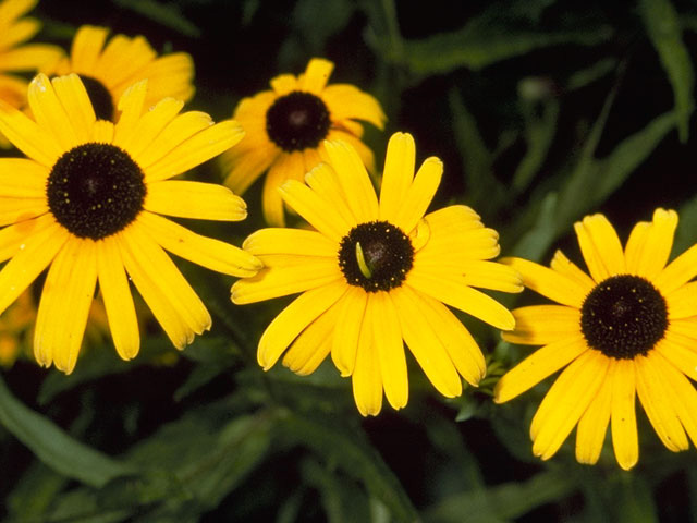 Rudbeckia nitida (Shiny coneflower) #11144