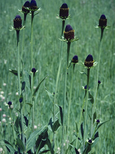 Rudbeckia occidentalis (Western coneflower) #11147