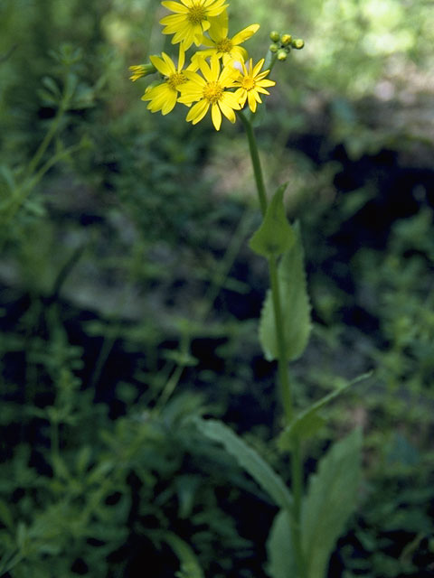 Senecio ampullaceus (Texas ragwort) #11167