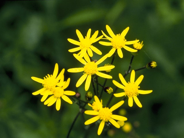 Packera aurea (Golden groundsel) #11173