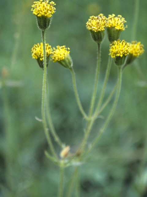 Senecio bigelovii (Nodding ragwort) #11175