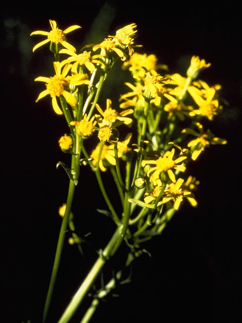 Packera breweri (Brewer's ragwort) #11177