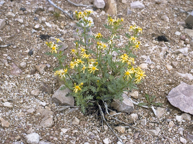 Packera fendleri (Fendler's ragwort) #11182