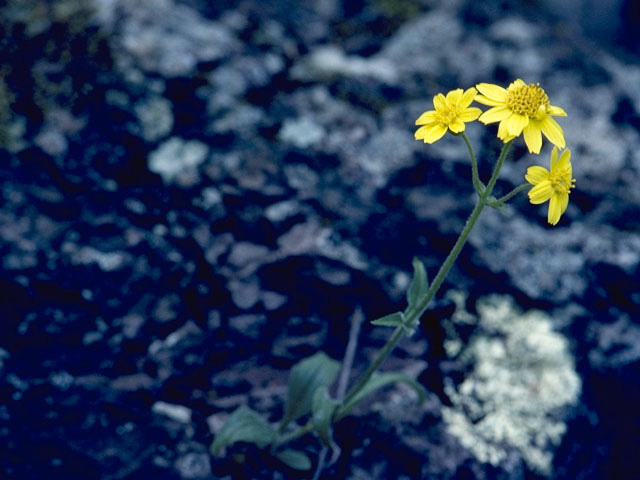 Senecio integerrimus (Lambstongue ragwort) #11196