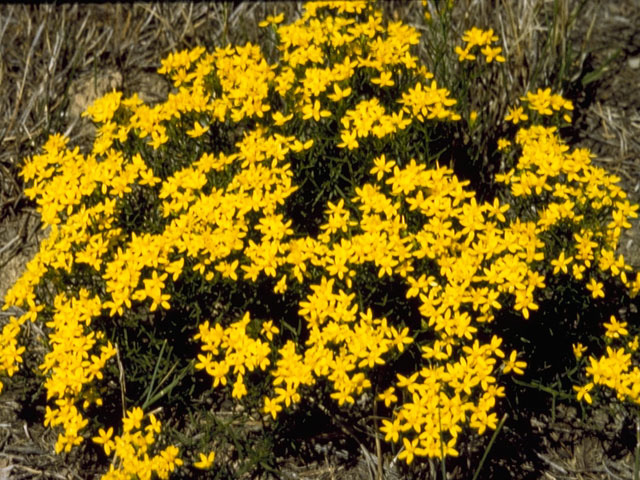 Senecio integerrimus (Lambstongue ragwort) #11197