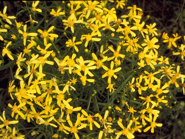 Senecio integerrimus (Lambstongue ragwort) #11198