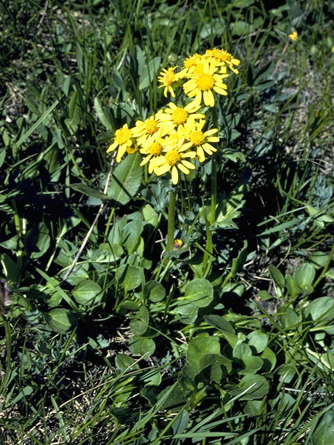 Senecio integerrimus (Lambstongue ragwort) #11199