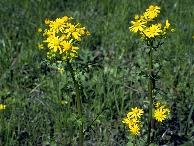 Packera millelobata (Uinta ragwort) #11209