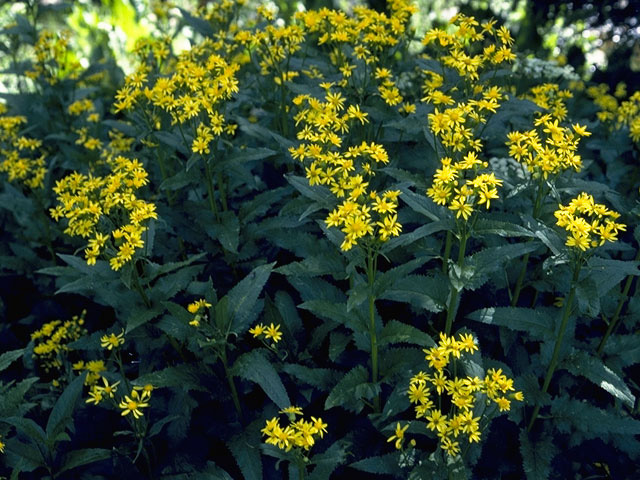 Senecio triangularis (Arrowleaf ragwort) #11242