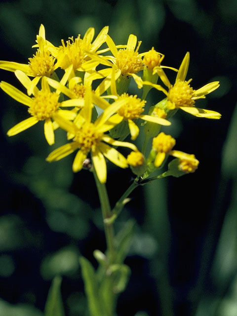 Senecio triangularis (Arrowleaf ragwort) #11243